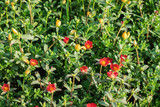 Fototapeta Kuchnia - Red and Yellow of Common Purslane flowers