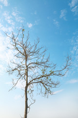 Aufkleber - one dry tree on blue sky