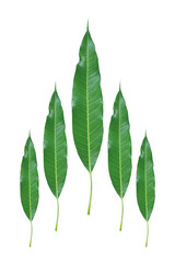 Poster - five mango leaves isolated on white