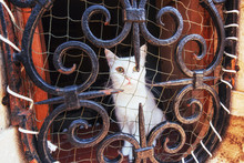 Blue Eyed White Cat Stares At Camera With Safety Net On Its Side