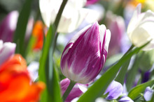 Closeup Of A Purple White Tulip In A Natural Garden Environment - Sunny Bright Scene