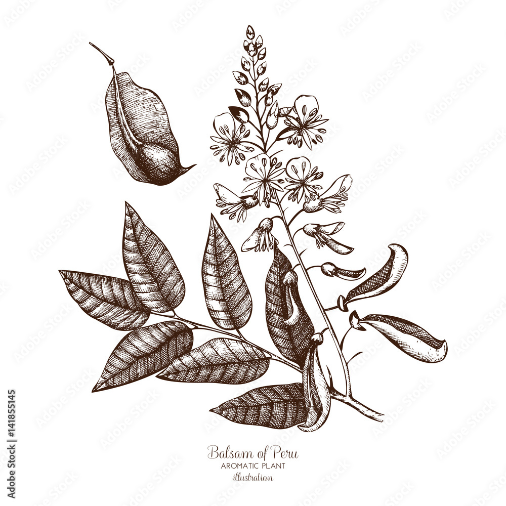 Vector hand drawn illustration of Balsam of Peru on white background. Aromatic and medicinal plant sketch. Perfumery and cosmetics ingredients. - obrazy, fototapety, plakaty 