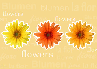 Wall Mural - Gerbera