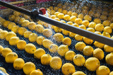 Fototapeta  - Primofiore lemons of the variety Femminello Siracusano during the washing process of a modern production line