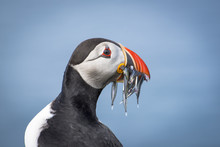 Close Up Of Atlantic Puffin With Sand Eels In Beak