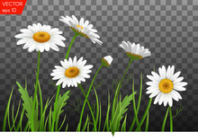 Summer Meadow With Realistic Daisy, Camomile Flowers On Transparent Background. Vector Illustration