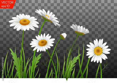 Fotografie, Obraz Summer meadow with realistic daisy, camomile flowers on transparent background