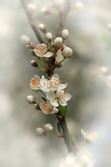 Canvas Print - Spring flowers of cherry blossom