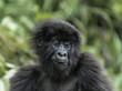 © Eric Isselée - Young mountain gorilla in the Virunga National Park, Africa, DRC, Central Africa.