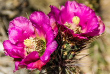 A Bright Pink Cactus Blossom
