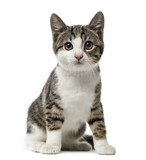 Fototapeta Koty - kitten domestic cat sitting, 3 months old , isolated on white