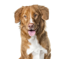 Close-up of a Nova Scotia Duck Tolling Retriever panting , isola