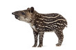 Side view of a young South american tapir, isolated on white, 41 days old
