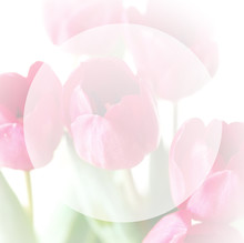 Flowery Frame Background With Empty Space For Text 