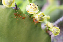 Two Red Ants On Flowers Of Cactus