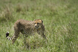 Fototapeta Sawanna - ghepardo in azione