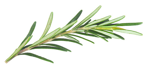 fresh rosemary isolated in closeup