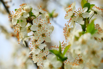 Canvas Print - Spring flowers of cherry blossom