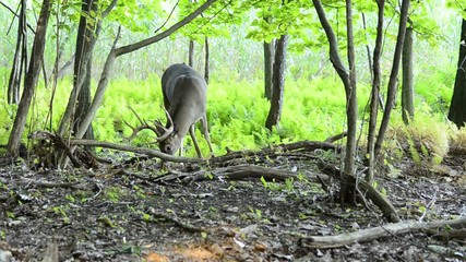 Canvas Print - Whitetail Deer Buck In Velvet