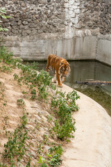 Wall Mural - Tiger resting in the nature near the water