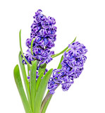 Two branch blue mauve Hyacinthus orientalis flowers, garden hyacinth isolated on white background