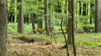 Canvas Print - Whitetail Deer Buck In Velvet