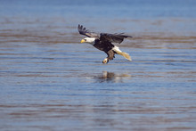 Bald Eagle Flying Over Lake