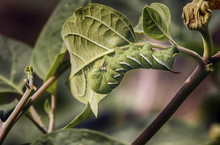 Close Up Of Caterpillar On Plant