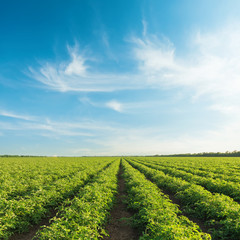 blue sky with clouds in sunset over field with tomatoes bushes