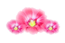 Pink Hollyhock Free Stock Photo - Public Domain Pictures