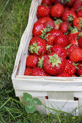 Sticker - Basket of strawberries in the garden