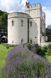 Lavender around entrance to the Tower of London, United Kingdom