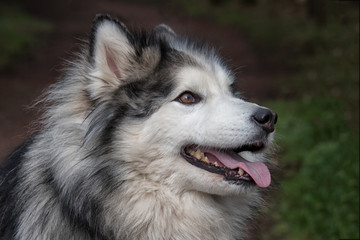 Aufkleber - close up portrait and profile of a head of a husky and malamute dog. Looking right with tongue out
