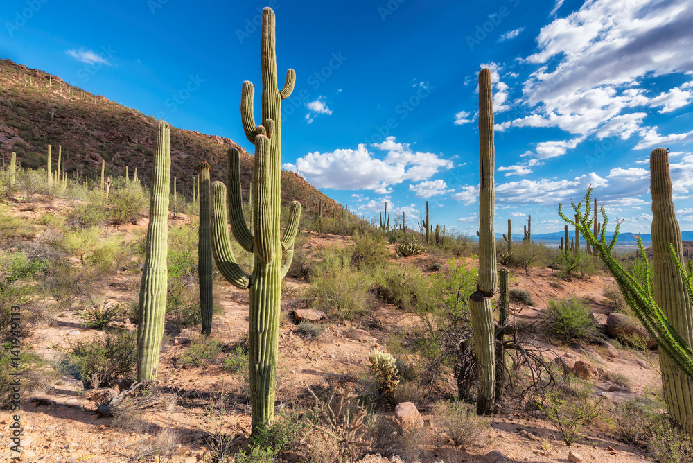 Cactus fields in Sonoran Desert near Phoenix, Arizona. Stock Photo | Adobe  Stock