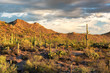 © lucky-photo - Saguaro cactus landscape in Saguaro National Park, Arizona.