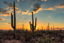 Arizona Saguaro Cactus At Beautiful Sunset.