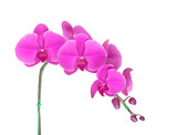 Fototapeta Storczyk - Beautiful orchid isolated on white background