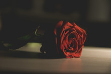 Bright Red Rose Lies On A Wooden Table