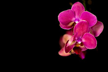 Beautiful Pink Orchid On Black Background.