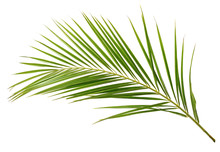 Green Palm Branch