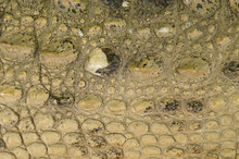 Crocodile Skin Texture Background