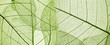 Leinwandbild Motiv green leaf texture