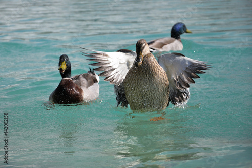 Fotografie, Obraz Mallard Ducks. Anas platyrhynchos flying up