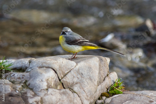 Fototapeta na drzwi i meble Pliszka szara (Motacilla cinerea) - górski potok kamieni rzecznych. Popielata pliszka na rzecznych kamieniach halny strumień z pięknym bokeh wodą