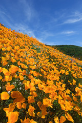 Wall Mural - California Golden Poppy blooming in Walker Canyon, Lake Elsinore, CA