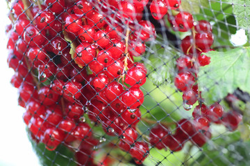 Wall Mural - redcurrants on the bush