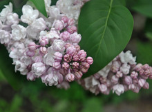 A Bunch Of Pale Pink Lilacs On A Spring Day