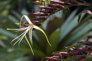 Wall Mural - Brazilian giant bromeliad