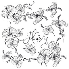 Fototapete - Collection of beautiful hibiscus flowers in engraved style