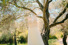 The Bride's Dress Hangs On A Hanger On An Olive Tree. Collecting Brides In An Olive Grove In Montenegro. Wedding In Europe.